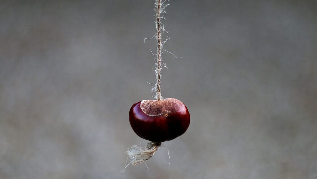 Two players engaged in a conkers match, smashing horse chestnuts together during a championship.